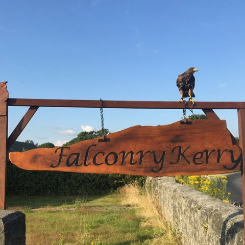 Falconry Kerry